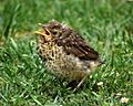 Turdus philomelos -New Zealand -juvenile-8