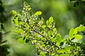 Vaccinium arboreum branch