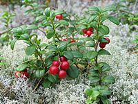 Vaccinium vitis-idaea 20060824 003