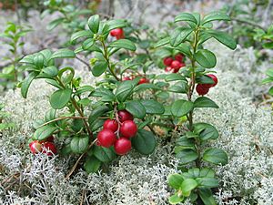 Vaccinium vitis-idaea 20060824 003