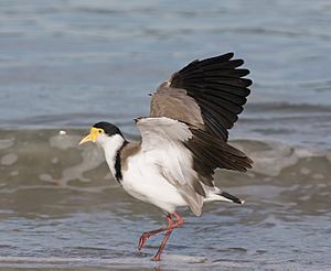 Vanellus miles Bruny Island