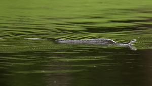 Western Rat Snake