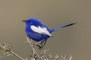 White-winged fairywren.jpg