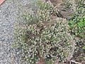 Wild Thyme, Thymus serpyllum