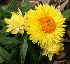 Xerochrysum strawburst