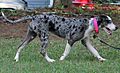 2.Calypso with Sasquatch Catahoulas