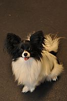 A Papillon