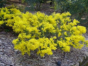 Acacia meiantha 01.jpg