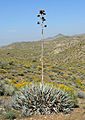 Agave deserti form