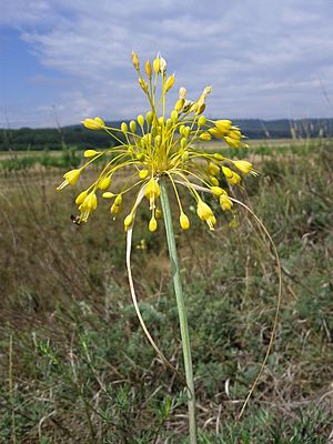 Allium flavum sl 2.jpg