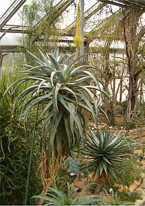 Aloe africana HabitusLeavesInflorescence BotGard1205A