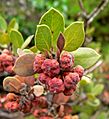 Arctostaphylos morroensis 4