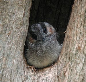 Australian Owlet-nightjar Samcem Jan03