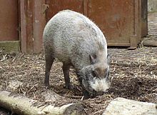 Bearded pig 2