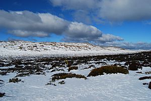 Ben Lomond snow fields