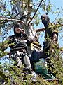 Berkeley Tree Sitters - UC Berkeley Memorial Oak Grove