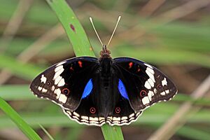 Blue pansy (Junonia oenone oenone).jpg