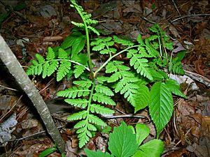 Botrychium virginianum.JPG