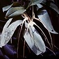 Brassia caudata 