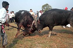 Buffalo fight.jpg