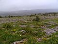 Burren karst meadow