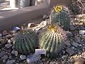 Cacti barrel