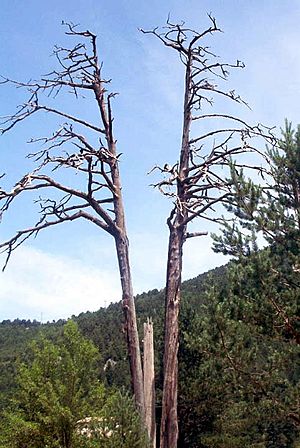 Pi de les tres branques, considered a symbol of the united Catalan Countries