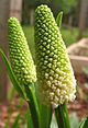 Chamaelirium luteum - false unicorn - desc-flowering heads closed.jpg