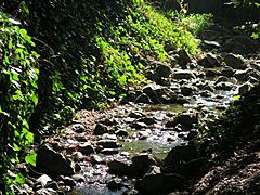 Codornices Creek in Live Oak Park