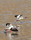 Common Merganser (Mergus merganser) (46323801944).jpg