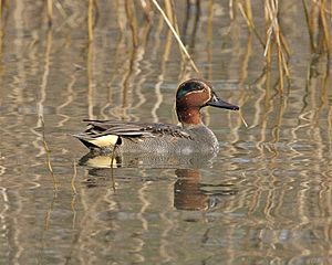 Common Teal Anas crecca 690V0830 - Lip Kee