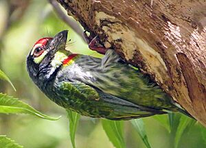 Coppersmith barbet.img