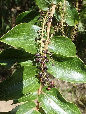 Coriaria arborea