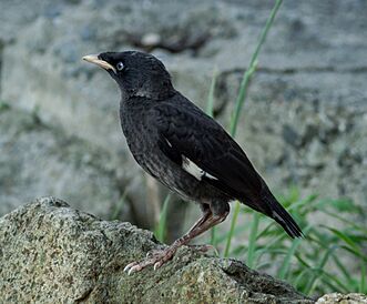 Crested myna (fledgling), Osaka, Japan