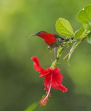 Crimson Sunbird feeding