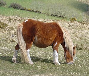 Dartmoor pony 2