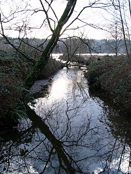 Eagle Creek at Burnaby Lake.JPG