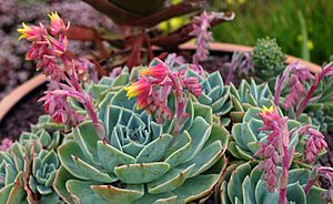 Echeveria secunda - Roscoff.jpg