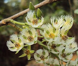 Elaeocarpus serratus 08