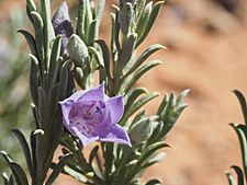 Eremophila pantonii (leaves and flowers)