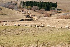 Eroded paddock