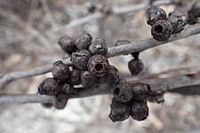 Eucalyptus brockwayi fruit (2)