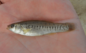 Fundulus parvipinnis.png