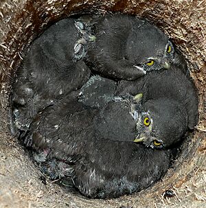 Glaucidium passerinum-chicks2