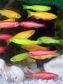 GloFish