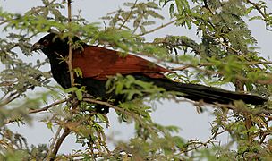 Greater Coucal (Centropus sinensis) W IMG 6637
