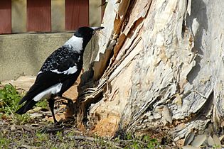 Gymnorhina tibicen, nesting