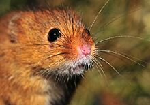 Harvest Mouse (face)