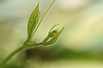 Heliconius charithonia egg