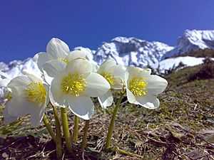 Helleborus niger Kaiser.jpg